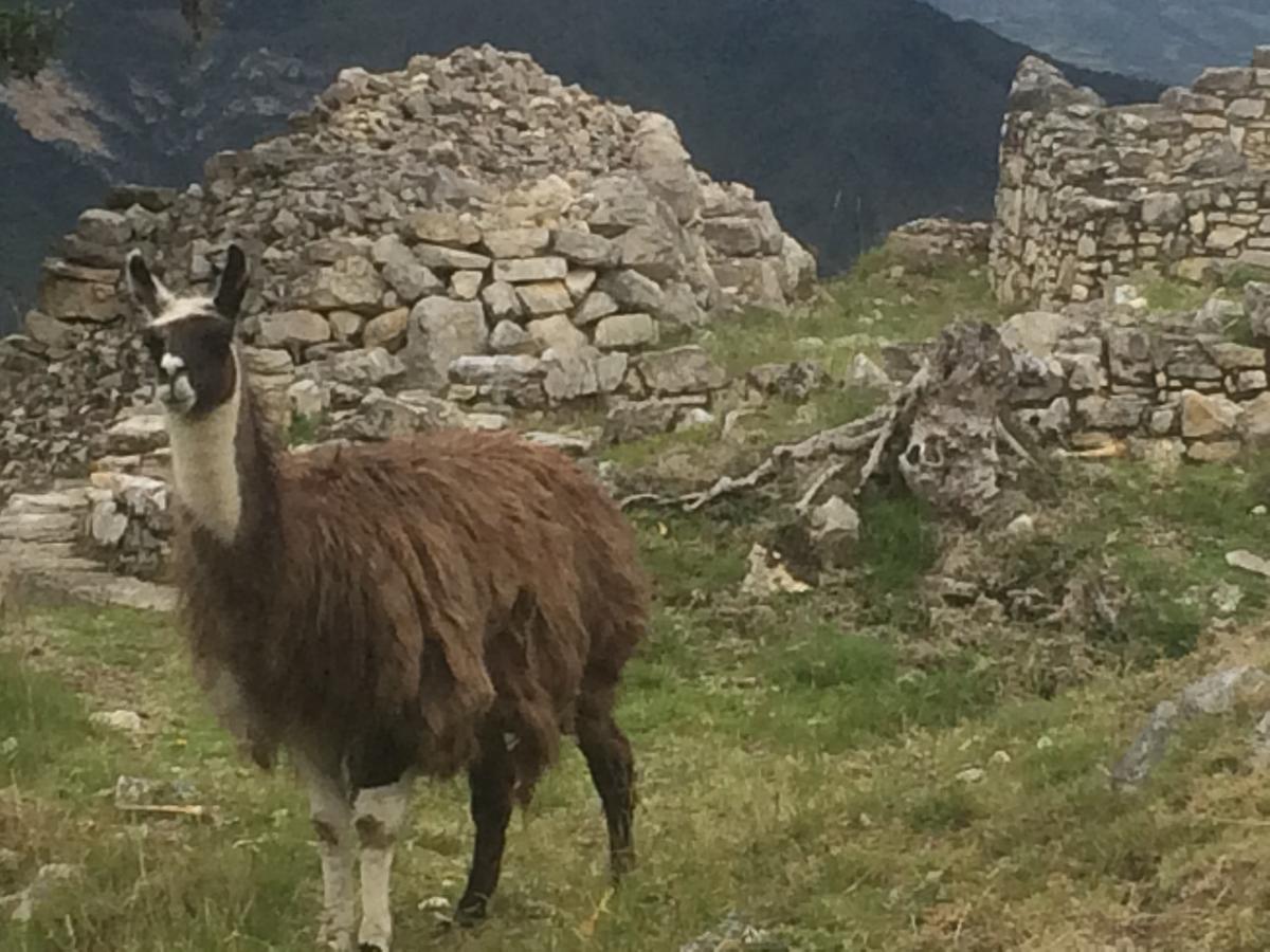 Ekokuelap Lodge Y Turismo Alternativo Nuevo Tingo Dış mekan fotoğraf